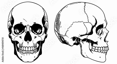 Vector Line Art SVG Icon Set of Skull Illustrations in Minimalist Style Featuring Black and White Color Scheme for Medical or Gothic Design