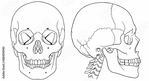 Vector Line Art SVG Illustration of Human Skull with Side Profile in Minimalist Style for Medical or Educational Use