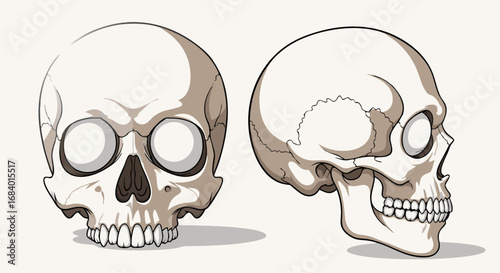 Vector SVG Illustration of Human Skulls in Minimalist Flat Style with Neutral Colors for Medical and Educational Use