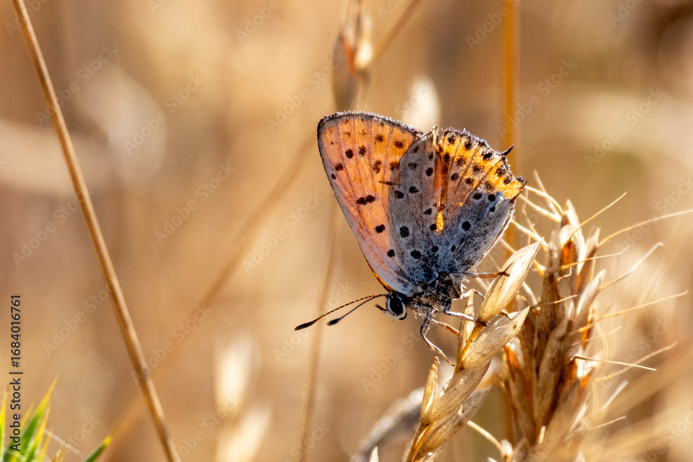 Obraz premium A close-up of a colorful butterfly resting on a dry wheat stalk in a golden field, showcasing the delicate details of its wings and the beauty of nature in late summer or early autumn light.