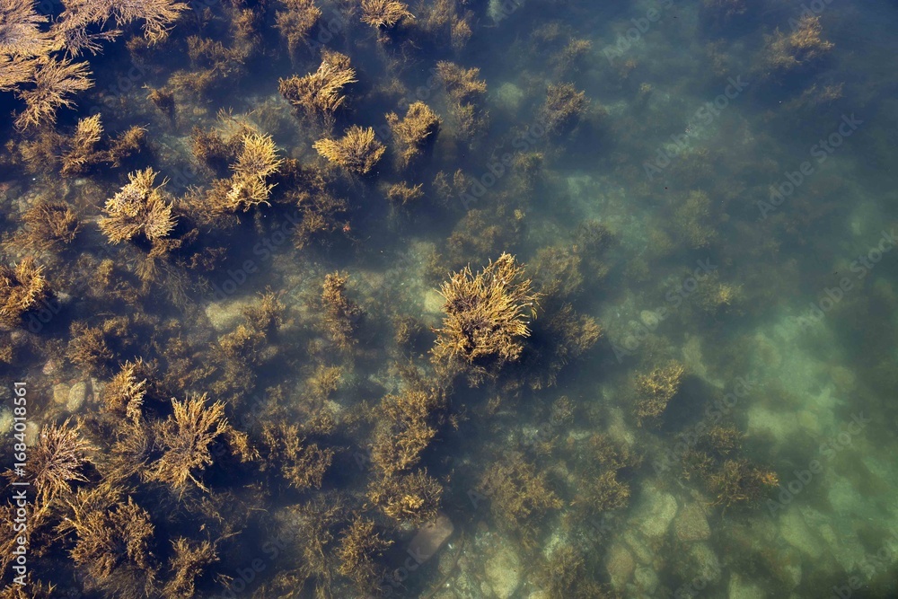 Fototapeta premium Abstract Coastal Maine Seaweed Moving in the Ocean