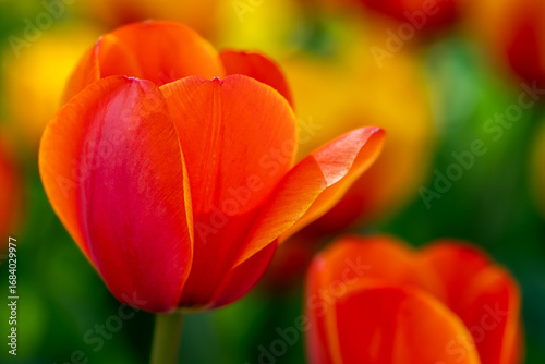 Orange Tulip