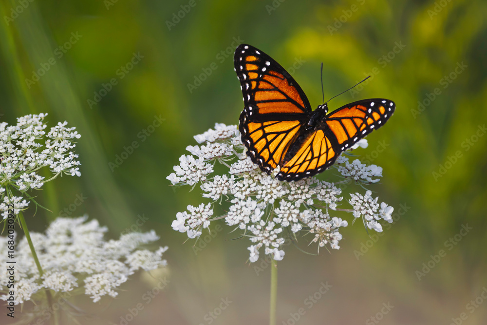 Fototapeta premium Viceroy butterfly feeding on a Queen Anne's lace flower