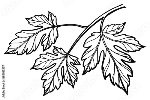 Vector art of detailed monochrome illustration of a branch with maple leaves, showcasing intricate vein patterns and jagged edges in a botanical drawing