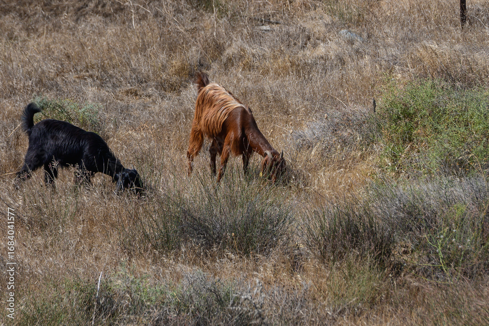 Naklejka premium Goats and Sheep Herd Grazing Together in Cyprus