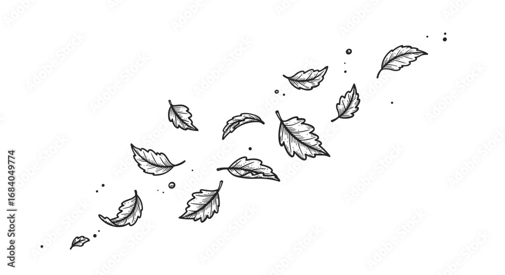 Obraz premium Black and white engraving of beautifully falling fall leaves, sketch doodle style vector illustration.