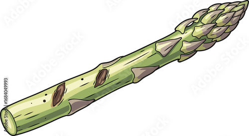 closeup illustration of a single asparagus spear