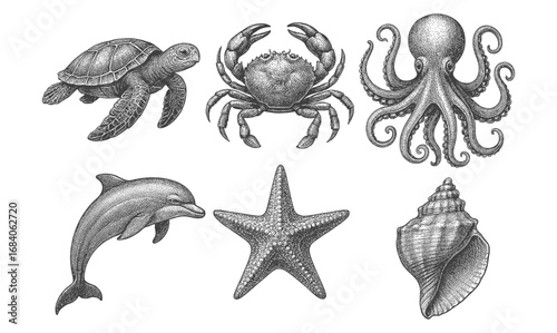 Intricate marine life drawings featuring turtle, crab, octopus, dolphin, starfish, and shell