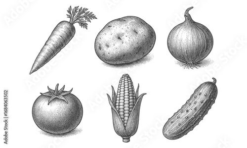 Vintage engraving of vegetables: carrot, potato, onion, tomato, corn, cucumber