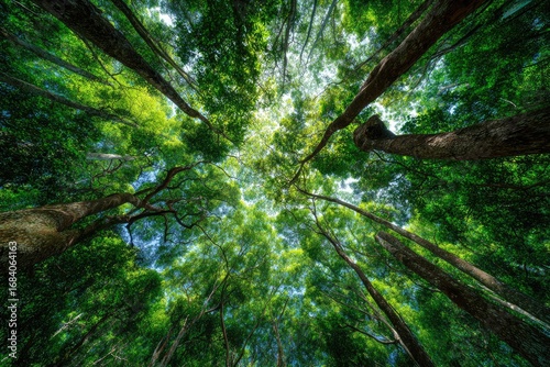 Lush forest canopy seen from below.  Dense green trees reaching skyward.  Sunlight filtering through leaves.  Natural, vibrant, and full of life