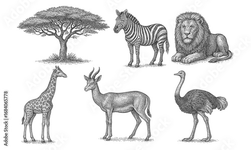 Detailed safari animals drawing with african tree: lion, zebra, giraffe, antelope, ostrich