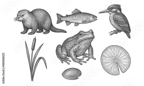 Detailed wildlife nature set featuring otter, frog, fish, bird, and aquatic plants
