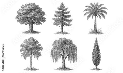 Detailed hand drawn vintage tree collection: six types of trees illustrated in ink style