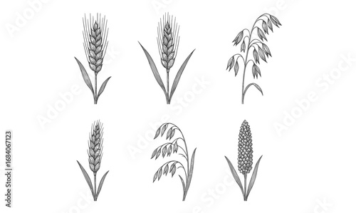 Detailed botanical sketches of wheat, oats, and grains