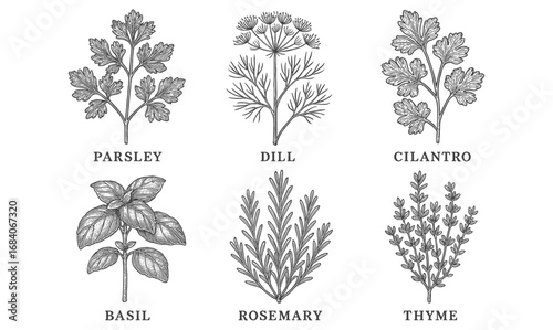 Hand drawn herb set with parsley, dill, cilantro, basil, rosemary, and thyme