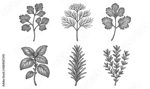 Hand drawn herb collection featuring parsley, dill, cilantro, basil, rosemary, and thyme