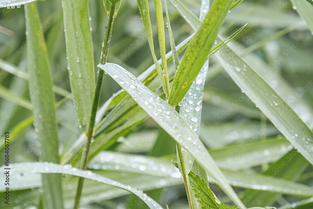 Obraz premium Close-up view of water droplets on tall grass blades, shallow depth of field, natural soft lighting, realistic style a