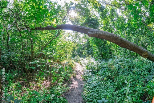 High-resolution image of a dense, trodden dirt path winding through a lush tropical landscape A natural archway of overhead branches forms an entrance, leading to sunlight filtering through The sce