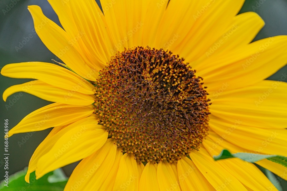Obraz premium Bright yellow sunflower with spread petals, revealing central seeds Dominant yellow hues against deep green stem and leaves in background Natural lighting suggests early morning or late afternoon