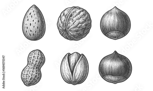 Hand-drawn nuts collection: vintage engraving style depicting almond, walnut, hazelnut, peanut, pecan, and chestnut