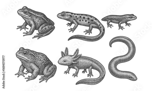 Detailed black and white drawings of amphibians and reptiles in retro style