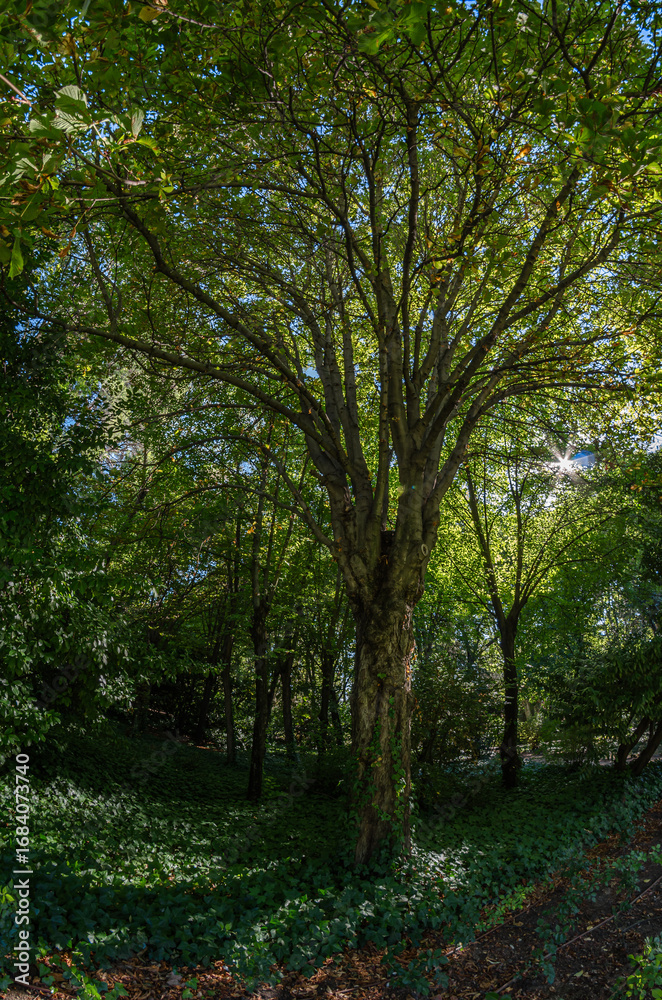View of a footpath in a forest View of a footpath in a forest