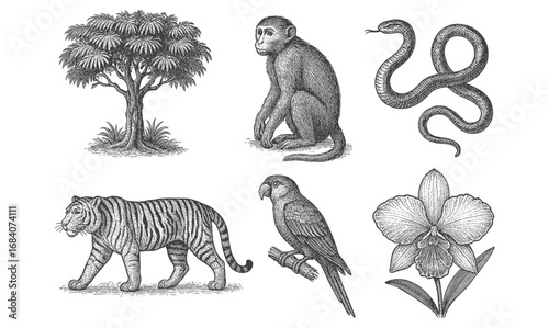 Engraved wildlife with tropical animals and exotic plant elements