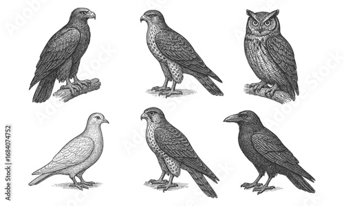 Vintage engraving of birds featuring owl, dove, crow, and hawk illustrations in classic etching style