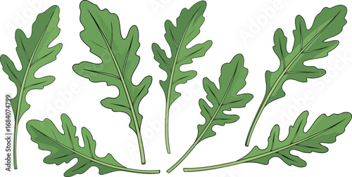 collection of vibrant green arugula leaves fresh, healthy, culinary ingredient for salads and recipes