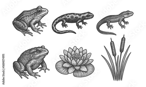 Vintage amphibians and aquatic plants collection in detailed engraving style
