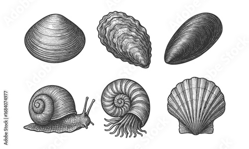 Intricate engravings of seashells and marine creatures: vintage collection