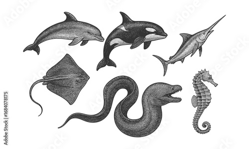 Detailed marine wildlife ink drawings featuring diverse ocean animals