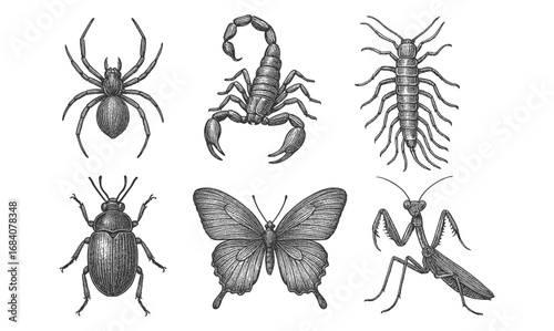 Intricate collection of hand-drawn insects and arachnids in vintage style
