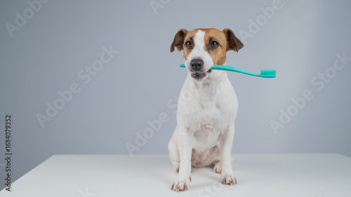 Jack Russell Terrier Dog Holding a Toothbrush in His Mouth. 