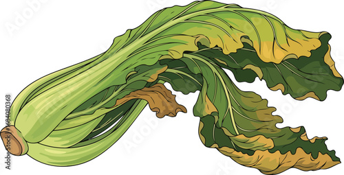 detailed illustration of fresh green chard vibrant culinary vegetable, healthy eating concept
