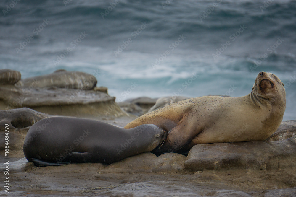 Fototapeta premium Sea Lion Pup Nursing on Rocky Shoreline by Ocean Waves