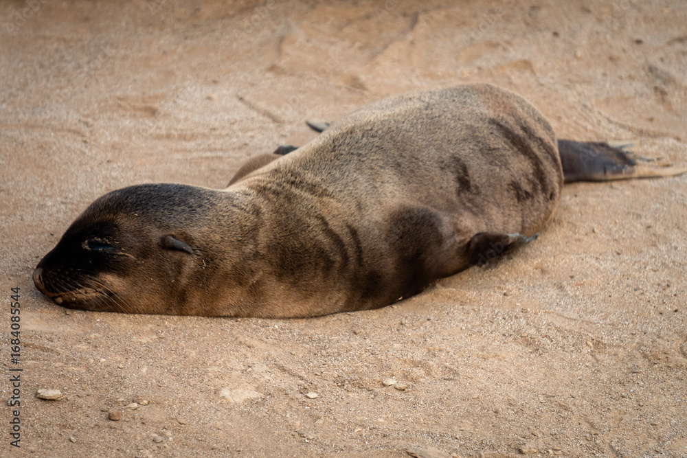 Fototapeta premium Young Sea Lion Sleeping on Sandy Shore Closeup