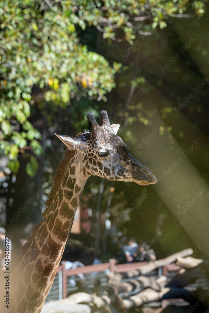 Fototapeta premium Giraffe Closeup with Sunlight and Natural Background