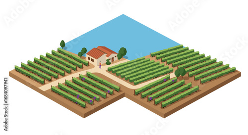 Isometric vineyard scene with green rows and farmhouse