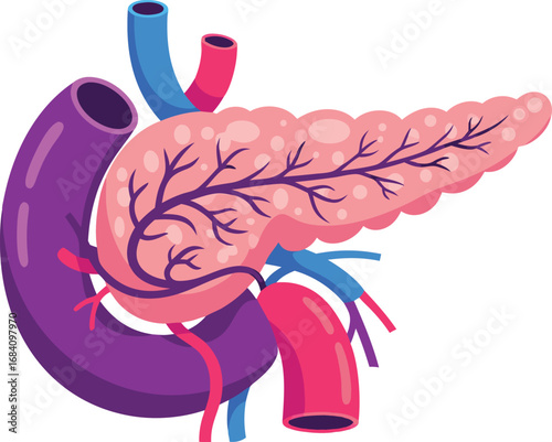 Pancreas Anatomy Illustration with Blood Vessels and Ducts