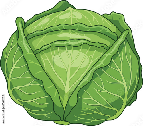 vibrant green cabbage illustration fresh vegetable, culinary ingredient, healthy food, diet, nutrition, recipe inspiration, cooking blog, website design, menu decoration, food photography