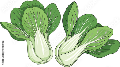 fresh bok choy illustration vibrant green leafy vegetable, healthy food