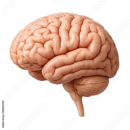 human brain isolated on white background brain, human, anatomy, mind, intelligence, organ, medical, isolated