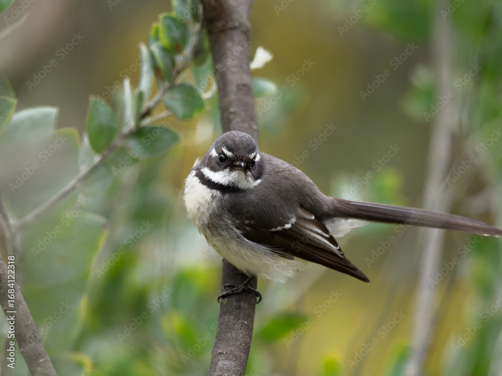 Obraz premium Grey Fantail (Rhipidura albiscapa) perched on a branch with out of focus green leaves in background