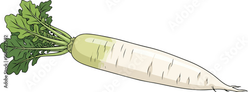 fresh white radish with green tops detailed culinary illustration