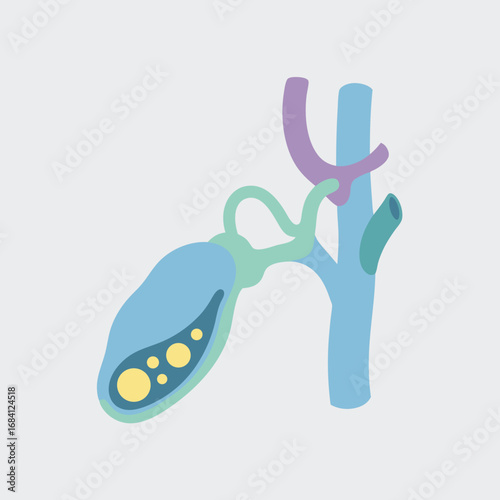 Medical Illustration of Human Gallbladder Anatomy