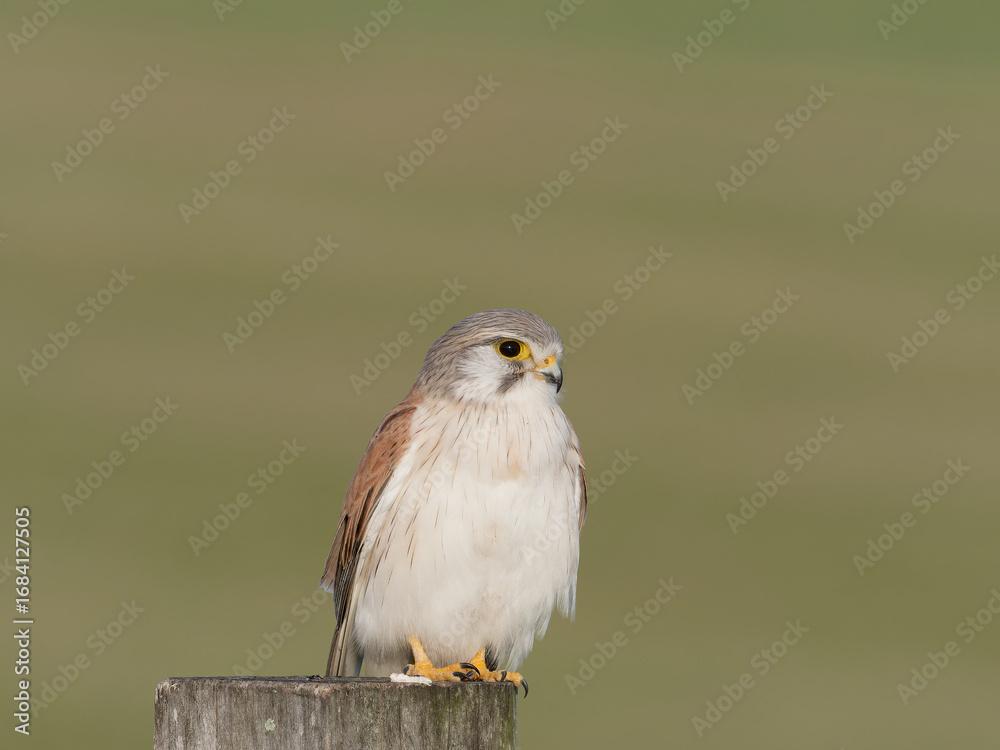 Fototapeta premium Nankeen Kestrel (Falco cenchroides) perched on a timber fence post with bokeh background at Maitland New South Wales Australia
