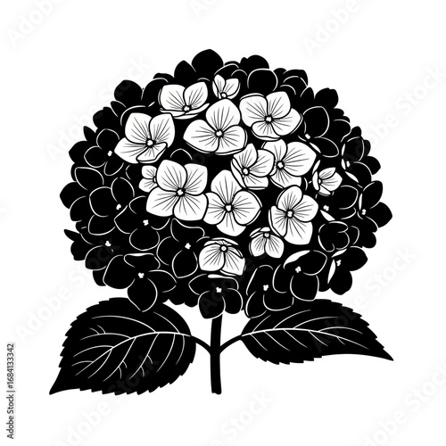 Hydrangea flower silhouette isolated on white background