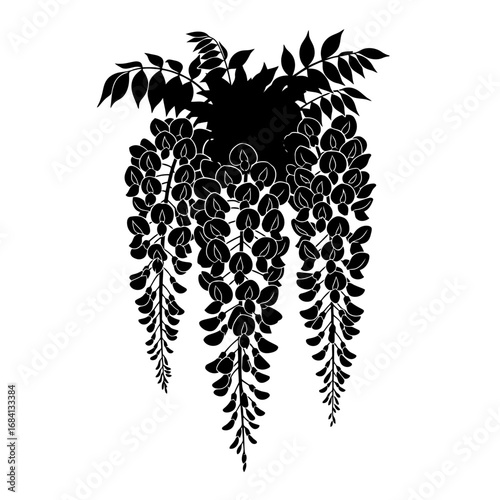 Cascading wisteria flowers silhouette isolated on white background
