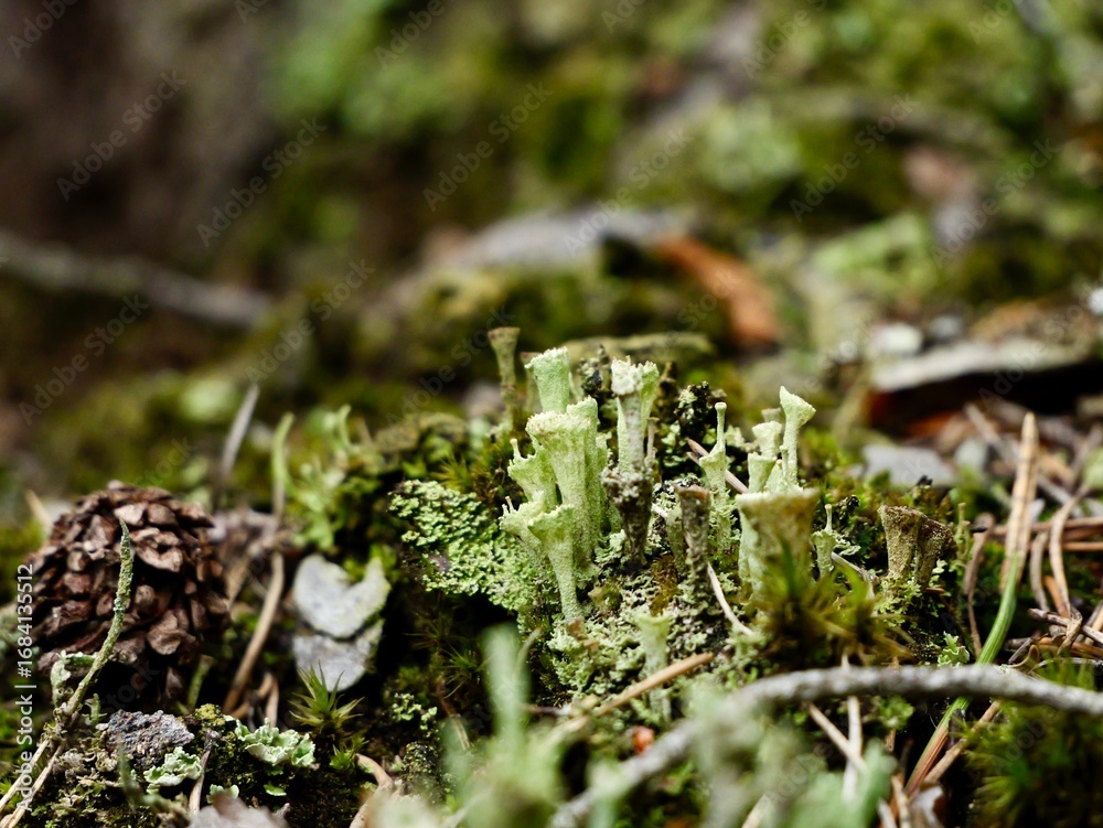Fototapeta premium A brown fruited Pyxie Cup in the difficult Cladonia chlorophaea complex. Uppsala country, Sweden
